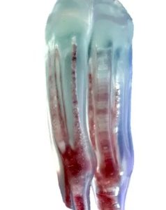 Endodontic Tooth Model: Mandibular Cheek tooth