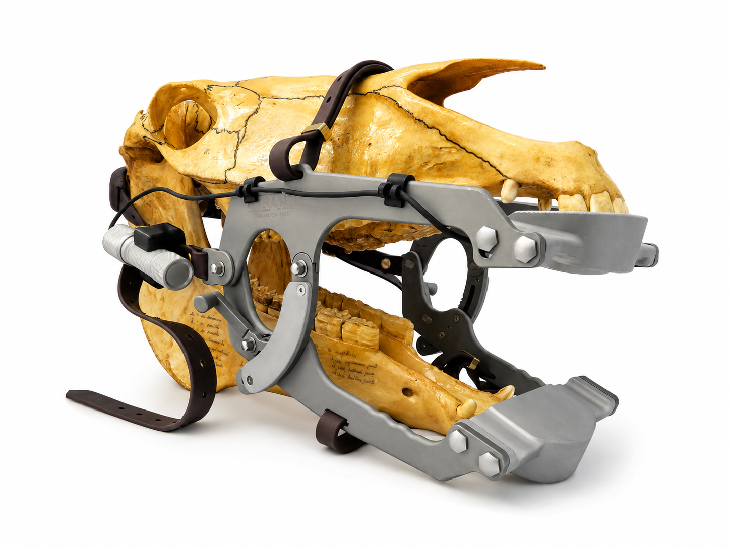 Maximus Speculum